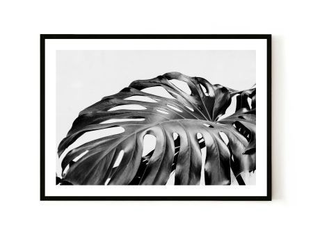 Monstera Online Hot Sale