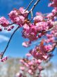 Kwanzan Cherry - Prunus serr.  Kwanzan  Discount