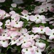 Flowering Dogwood  Stellar Pink  For Sale