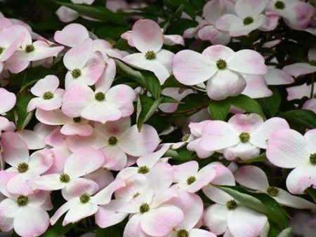 Flowering Dogwood  Stellar Pink  For Sale