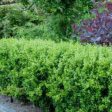 American Boxwood - Buxus Sempervirens Cheap