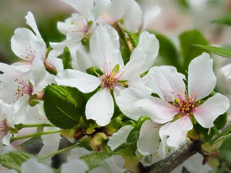 ‘Snow Fountain’ Weeping Cherry Online Hot Sale