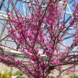 Redbud  Forest Pansy  Discount