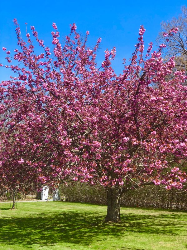 Kwanzan Cherry - Prunus serr.  Kwanzan  Discount