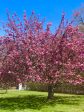 Kwanzan Cherry - Prunus serr.  Kwanzan  Discount