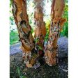 Birch - Betula nigra  Heritage  Online Sale