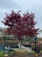 Japanese Maple  Bloodgood  Supply