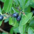 Aronia mel.  Ground Hug®  Online Sale