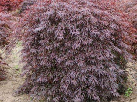 Japanese Maple  Tamukeyama  Online now