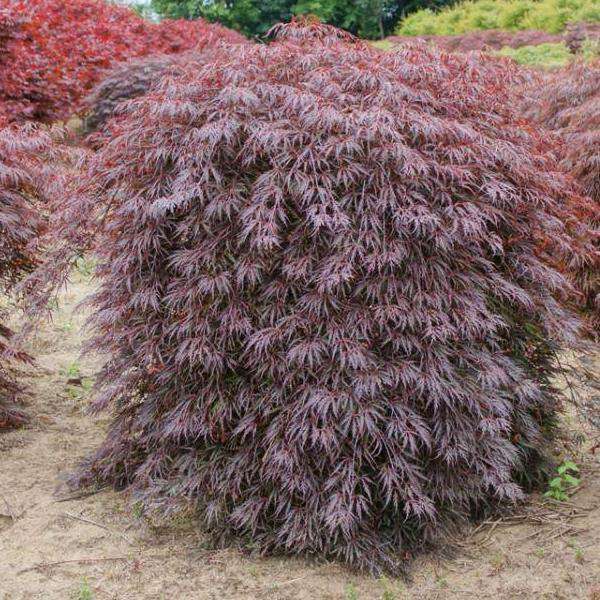 Japanese Maple  Tamukeyama  Online now