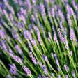 Lavender  Hidcote  Online Hot Sale