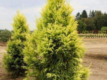 Cryptomeria japonica  Sekkan Sugi  For Cheap