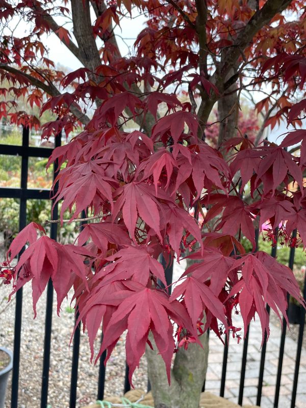 Japanese Maple  Bloodgood  Supply