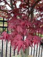 Japanese Maple  Bloodgood  Supply