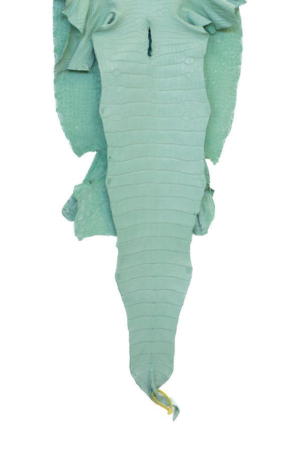 49 cm Grade 2 3 Mint Green Matte Wild American Alligator Leather - Tag: LA22-0010514 Supply