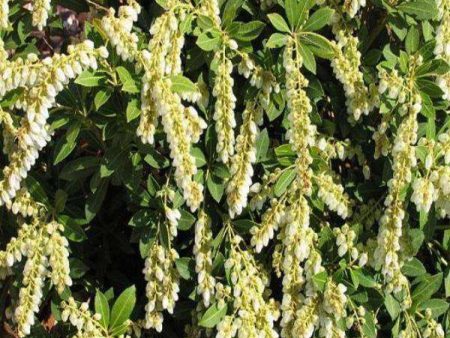 Andromeda - Pieris Japonica  Cavatine  Sale