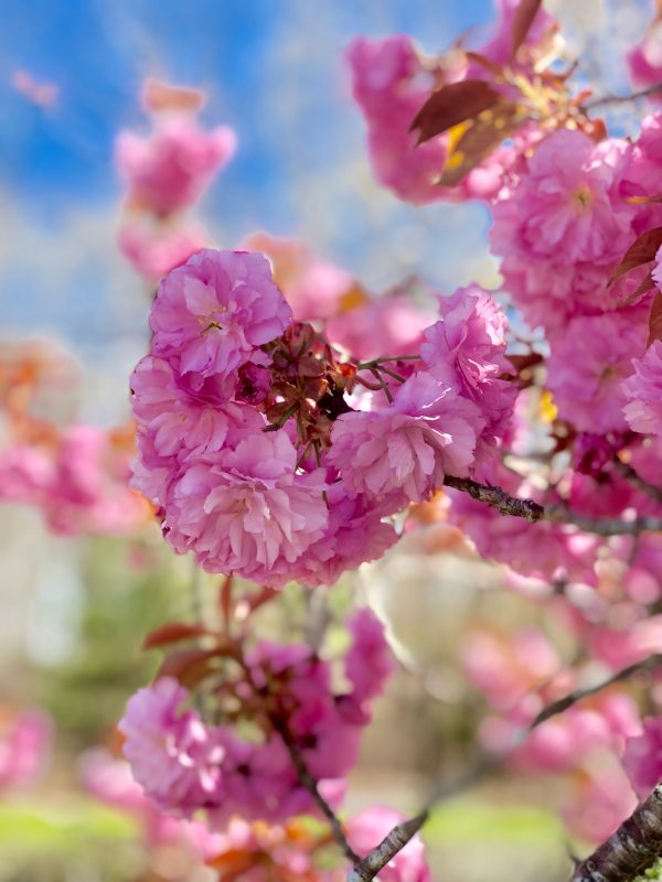 Kwanzan Cherry - Prunus serr.  Kwanzan  Discount