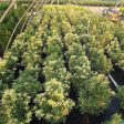 Osmanthus heterophyllus  Goshiki  Sale