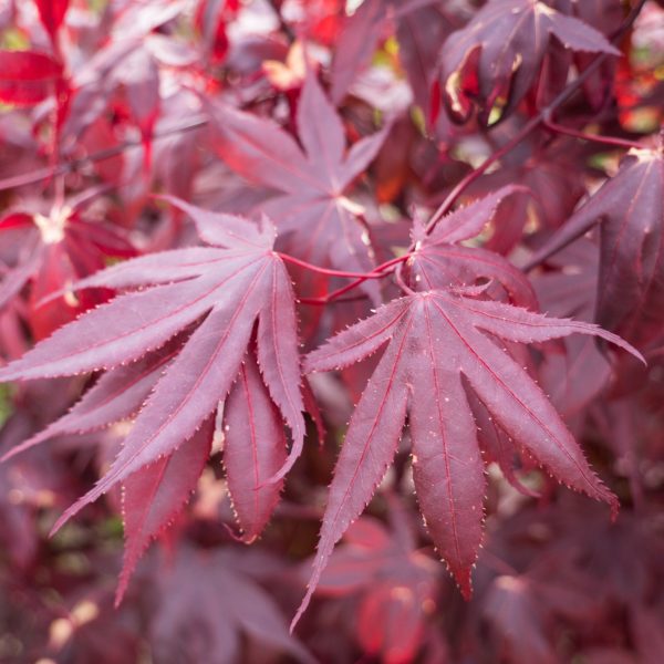 Japanese Maple  Bloodgood  Supply