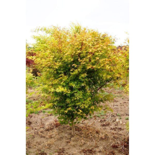 Japanese Maple  Coral Bark  Cheap