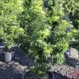 Japanese Maple  Mikawa Yatsubusa  Sale