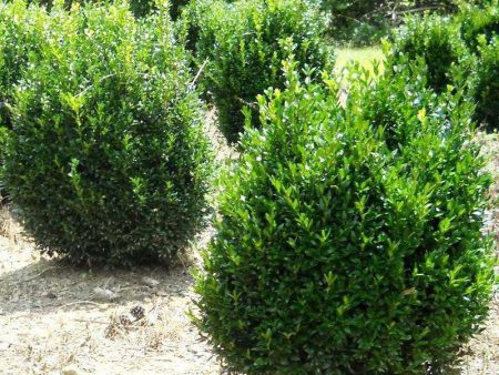 American Boxwood - Buxus Sempervirens Cheap