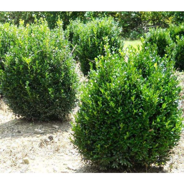 American Boxwood - Buxus Sempervirens Cheap