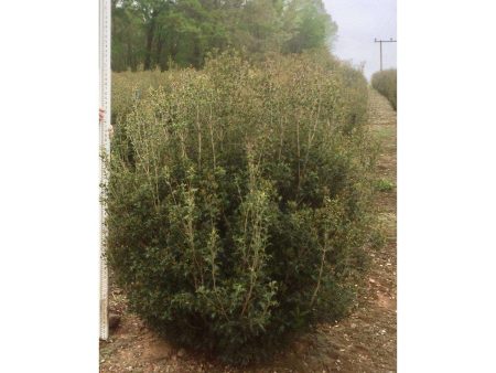 Osmanthus heterophyllus  Gulftide  Online Sale