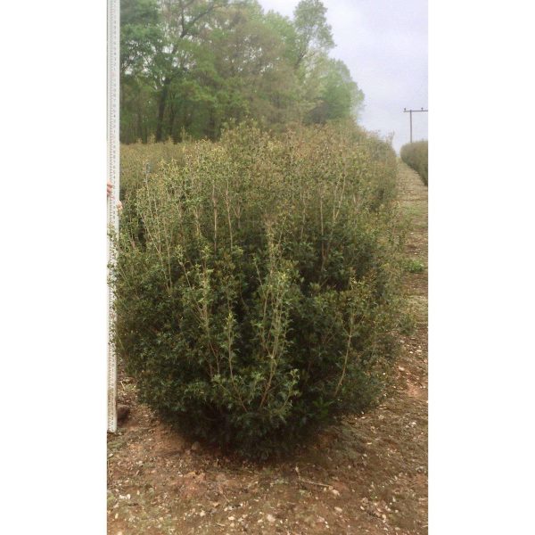 Osmanthus heterophyllus  Gulftide  Online Sale