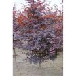 Japanese Maple  Bloodgood  Supply