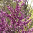 Redbud  Forest Pansy  Discount