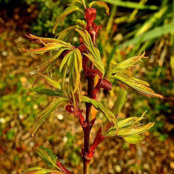 Japanese Maple  Mikawa Yatsubusa  Sale