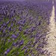 Lavender  Hidcote  Online Hot Sale