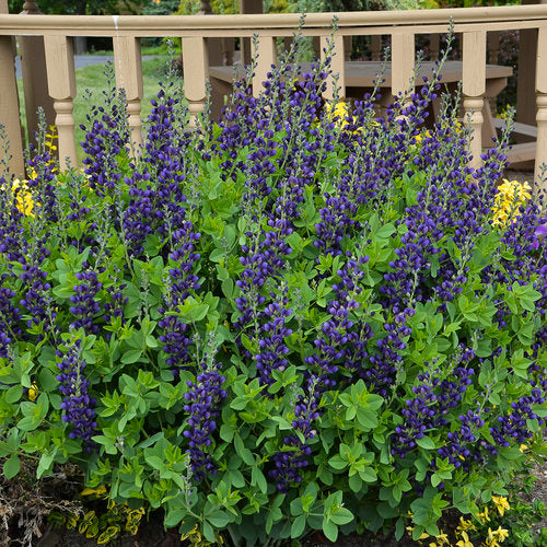 False Indigo - Baptisia Decadence®  Sparkling Sapphires  Hot on Sale