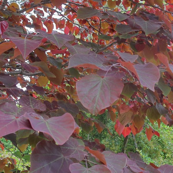 Redbud  Forest Pansy  Discount