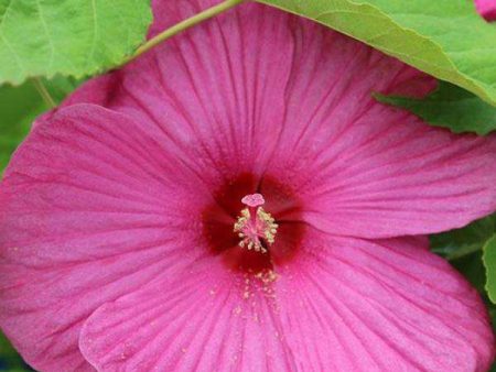 Hibiscus  Luna Rose  For Discount