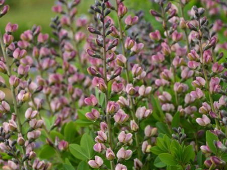 False Indigo - Baptisia Decadence®  Pink Truffle  Sale