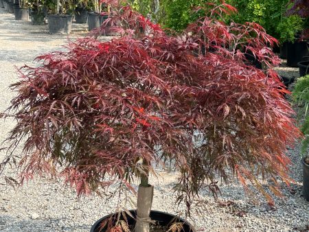 Japanese Maple  Crimson Queen  Supply