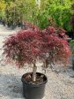 Japanese Maple  Crimson Queen  Supply