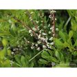 Myrica Pennsylvanica - Northern Bayberry Supply