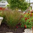 Red Switch Grass - Panicum virgatum Prairie Winds  Cheyenne Sky  Online