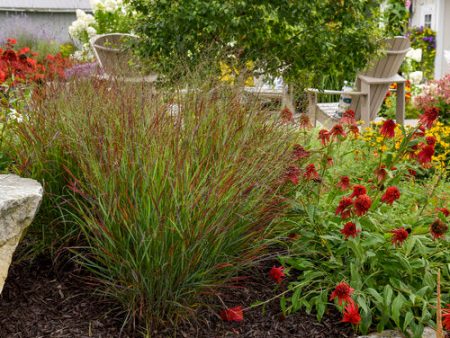 Red Switch Grass - Panicum virgatum Prairie Winds  Cheyenne Sky  Online