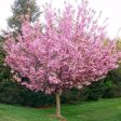 Kwanzan Cherry - Prunus serr.  Kwanzan  Discount