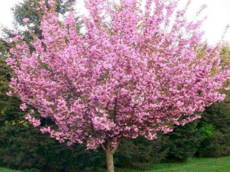 Kwanzan Cherry - Prunus serr.  Kwanzan  Discount