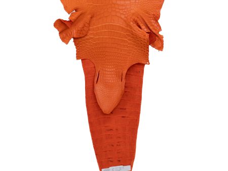 40 cm Grade 2 3 Orange Matte Farm American Alligator Leather - Tag: FL17-0052766 Online Sale