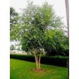 Birch - Betula nigra  Heritage  Online Sale