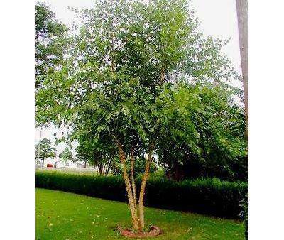 Birch - Betula nigra  Heritage  Online Sale