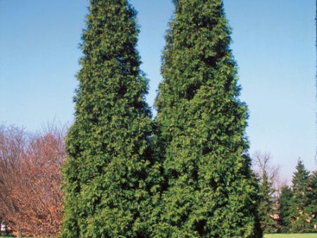 Arborvitae - Thuja  Spring Grove  on Sale