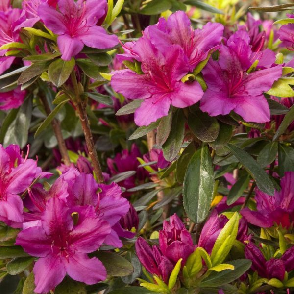 Azalea  Girards Fuschia  Online Sale