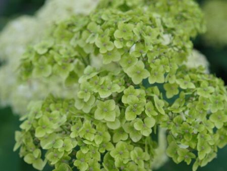 Hydrangea arborescens  Invincibelle Sublime™  Discount